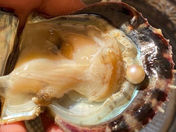oyster with natural pearl