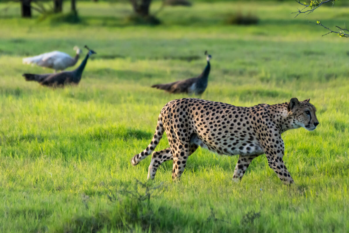 Cheetah free-roaming among grasses on Sir Bani Yas Island in Abu Dhabi
