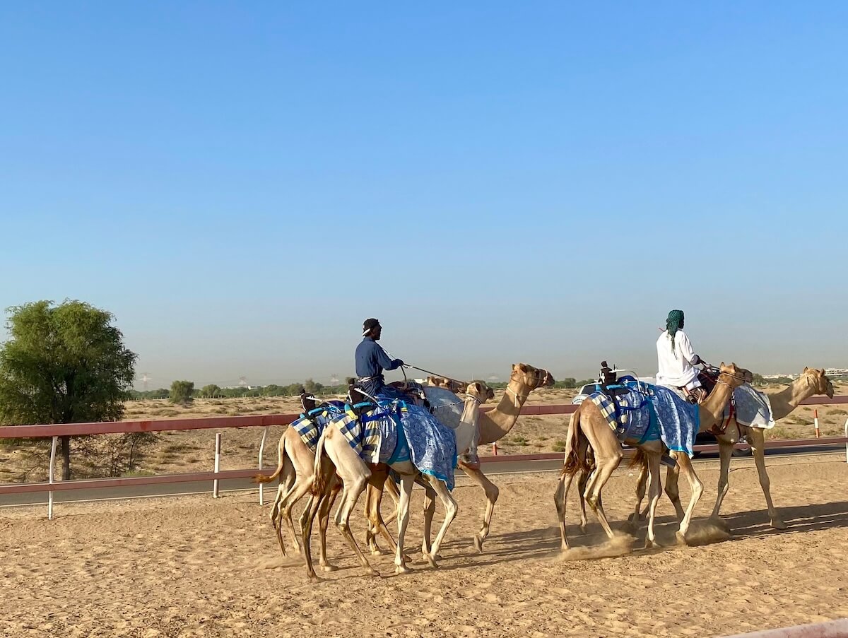 A scene at the Al Tallah Camel Race Track in Ajman, showing a group of camels practising. Two riders are leading the camels, while two of the camels have robots on their backs. The camels are adorned with blue and white blankets, set against a backdrop of sandy terrain and a clear blue sky.