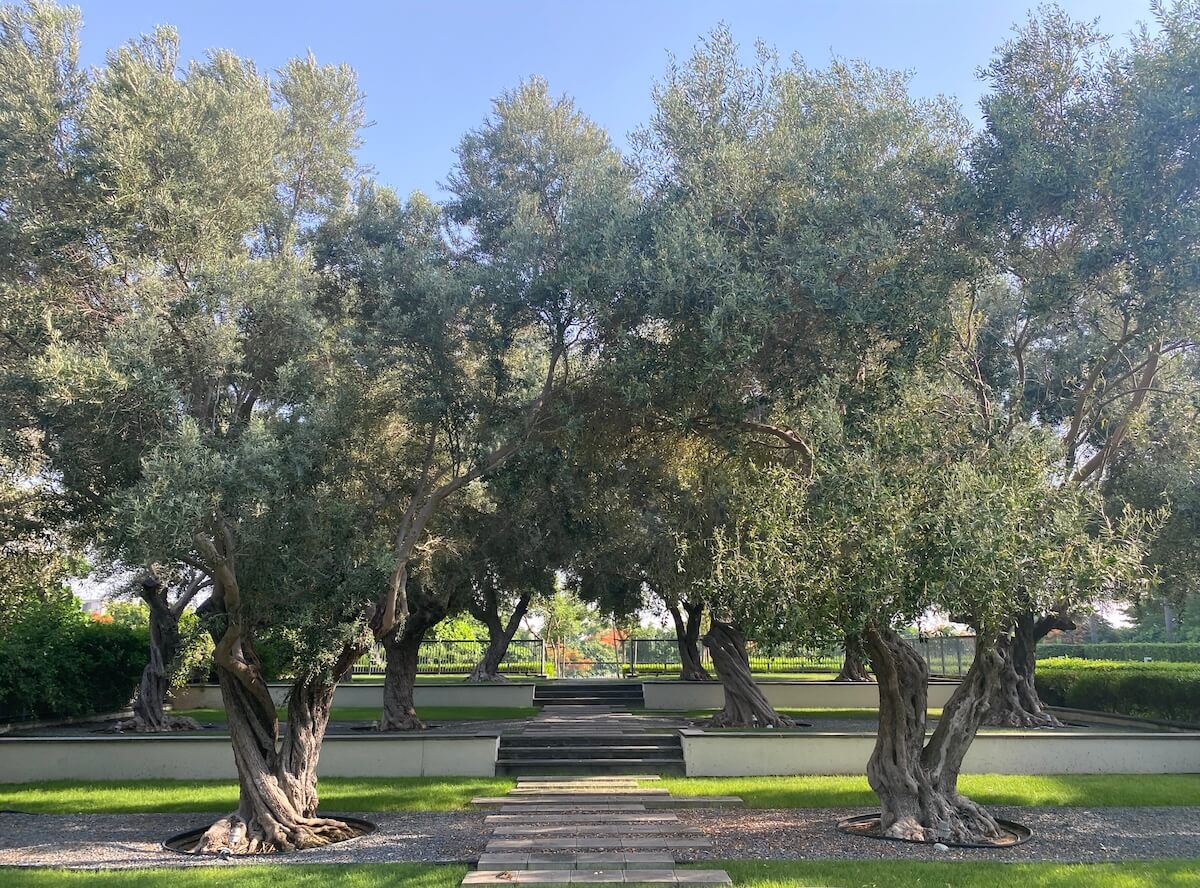 Two large olive trees in the gardens of Oberoi Al Zorah Ajman UAE with more olive trees  and grass in the background