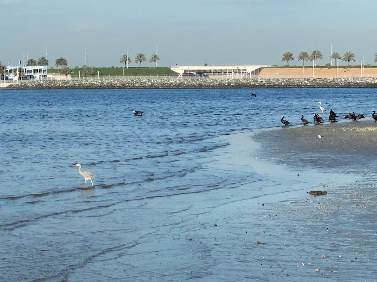 A scene of birdwatching at Al Zorah, Ajman, showing a group of great cormorants and herons along the shoreline. The birds are wading in the shallow water and resting on a sandy bank under a clear blue sky.